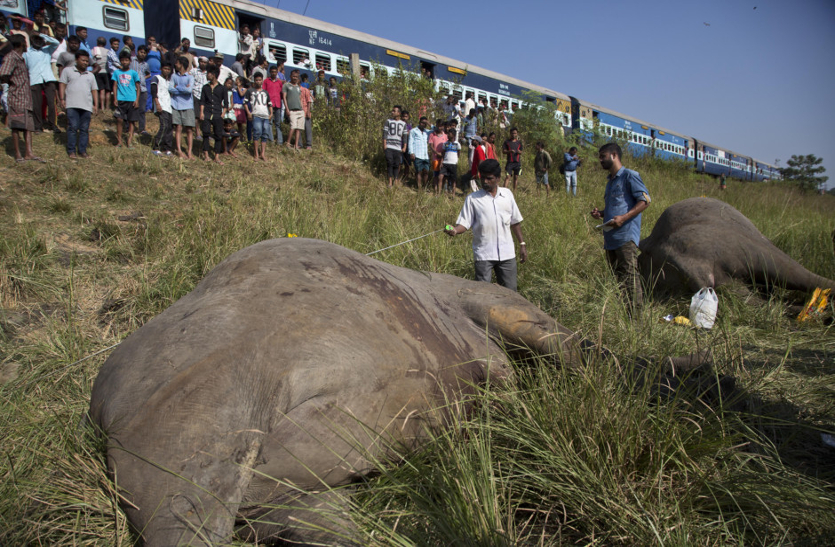 Elephants Death In Train Accident
