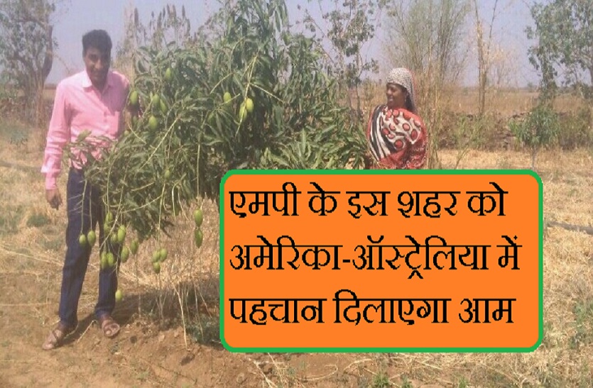 dashehari mangoes in mp