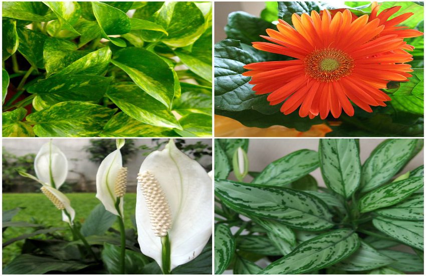 famous plants of home garden