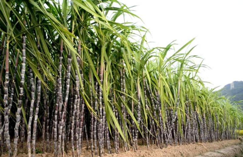 sugercane