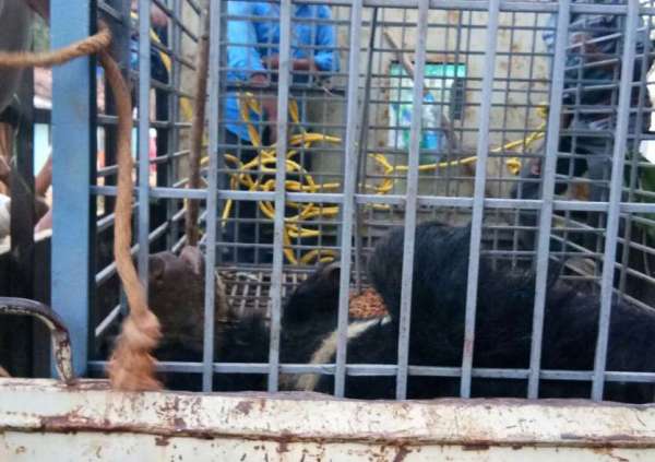 Bear in cage