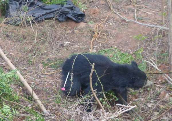 Bear