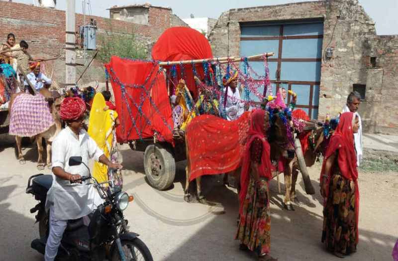 Bhilwara, bhilwara news, marriage party in bull cart in bhilwara, Latest news in bhilwara, Bhilwara News in hindi, Hindi News in bhilwara, Latest hindi news in bhilwara