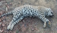 Dead leopard