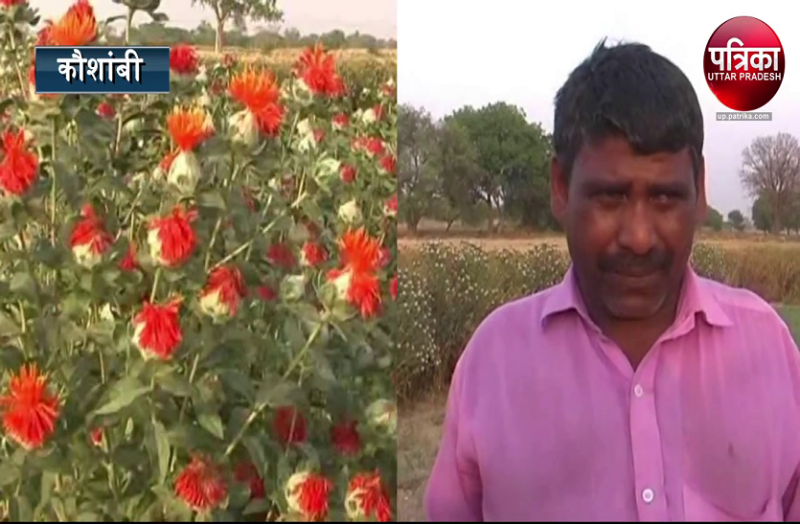 farmers american saffron farming and high income in low Cost