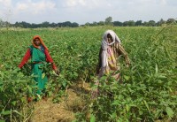 Farmers of Rewa District made history in agriculture