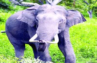 छाल रेंज में एक बार फिर हाथियों के उत्पात के बीच एक ग्रामीण की मौत