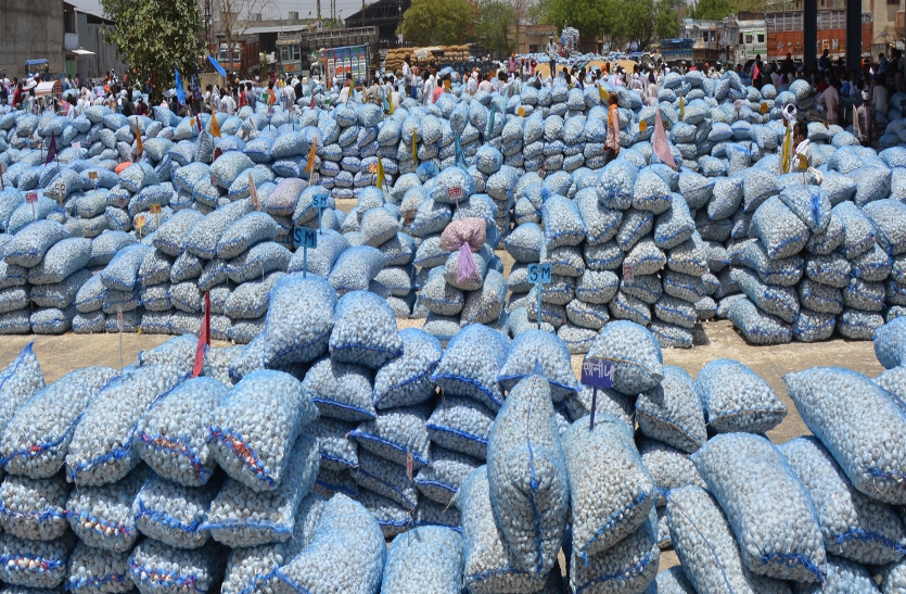 पंजीयन 21 हजार,800 ही बेच पाए, कैसे पूरी हो पाएगी लहसुन की खरीद