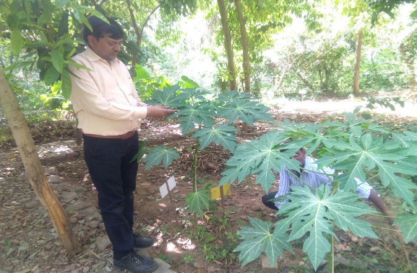Herbal medicine