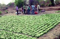 patrika news, raisen news, agriculture, mp government, mp agriculture, 
