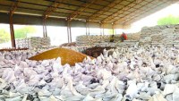 government purchase the wheat 