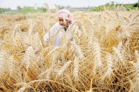 Every fourth farmer in the district is upset with this Pratha