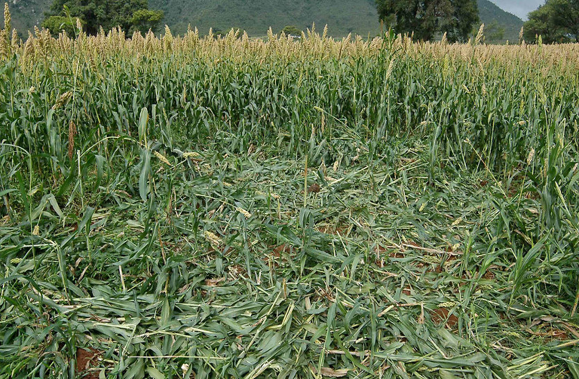 Jaipur Crop Damage