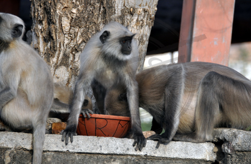 jaipur