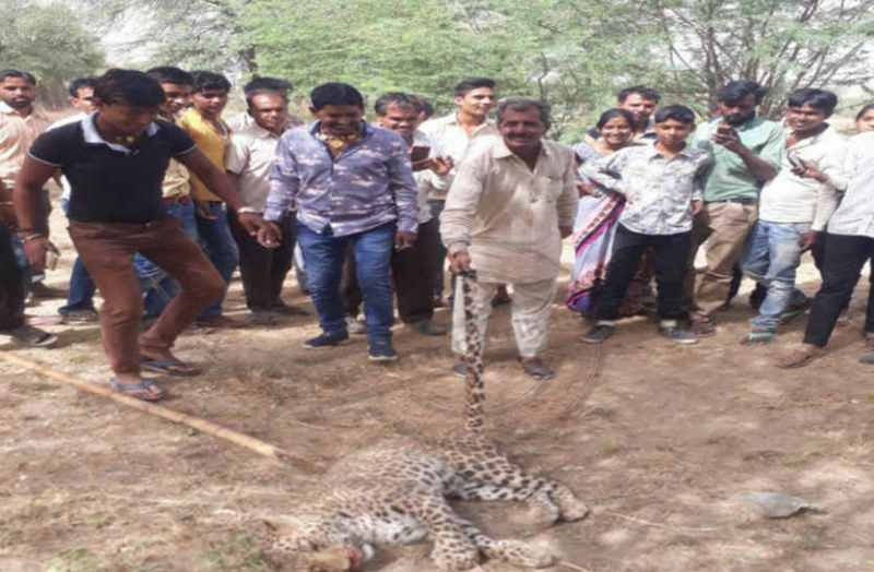 bhilwara bhilwara news, Panther attacks in population area in bhilwara, Latest news in bhilwara, Bhilwara News in hindi, Hindi News in bhilwara, Latest hindi news in bhilwara