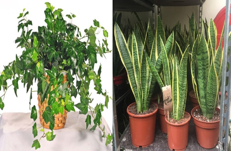 health benefits of 5 best plants in hindi