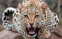 Big news - leopard attacked the sheep death of two dozen sheep
