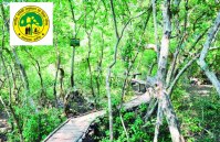 ifb - icfre recruitment 2018