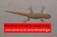 lizard