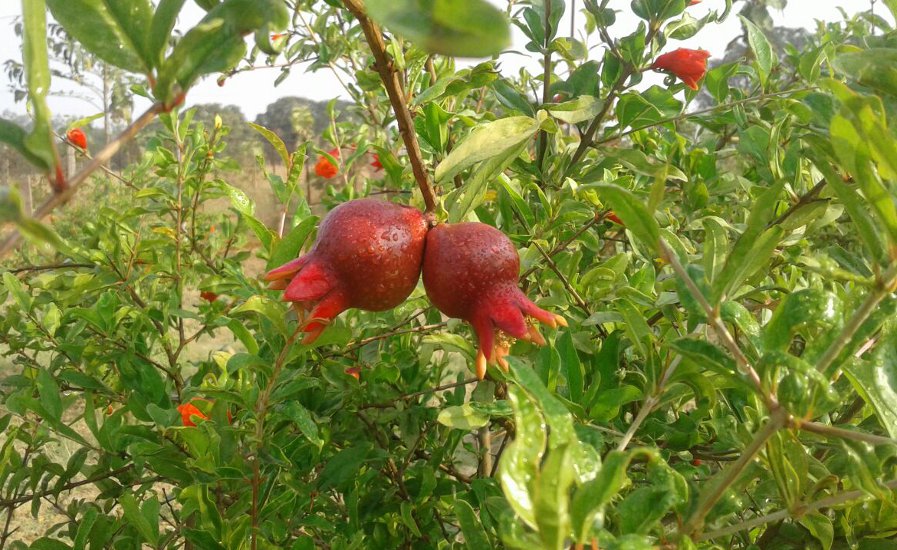 Rewa's young mind planted in commercial farming, earning every month