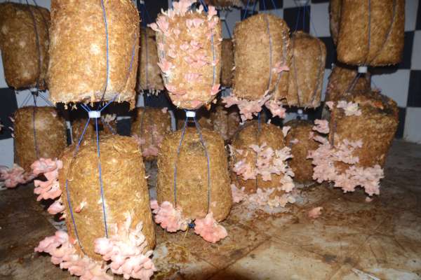 mushroom cultivation in hindi