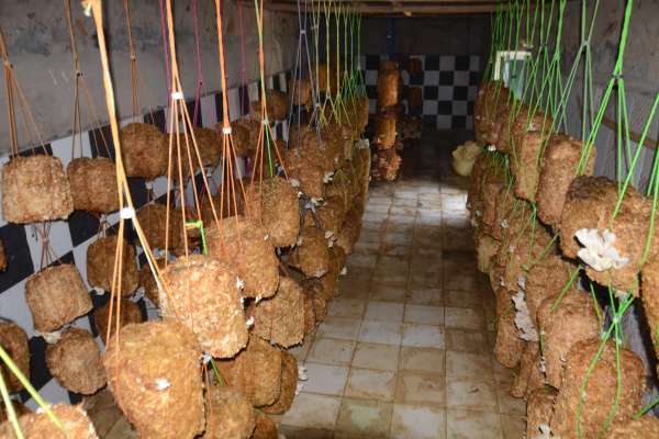 mushroom cultivation in hindi