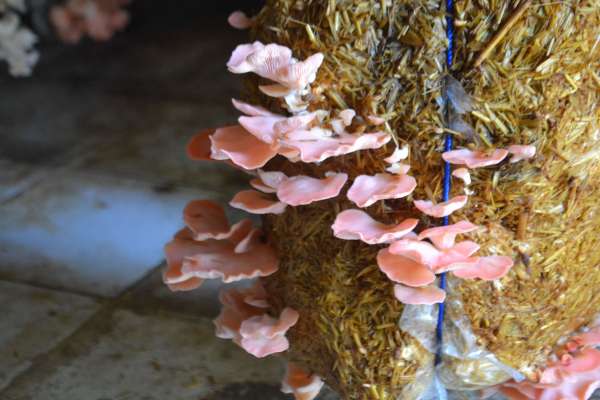 mushroom cultivation in hindi