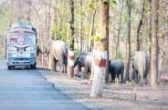 Elephants