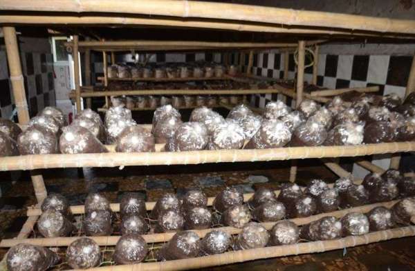 mushroom cultivation in hindi