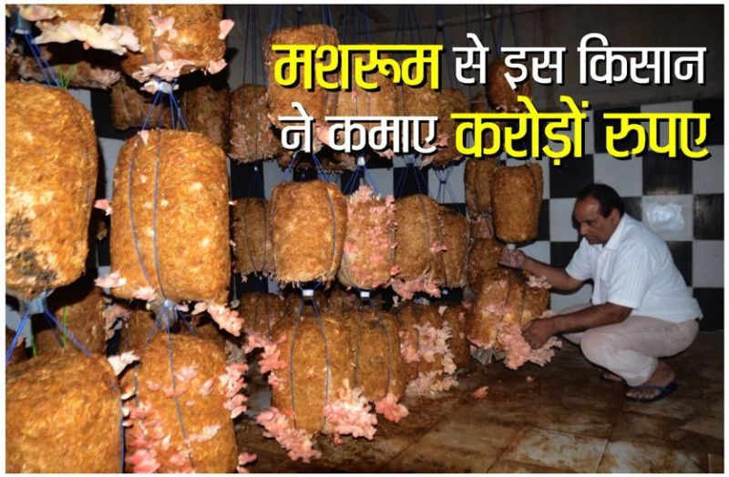 Mushroom sikar Rajasthan