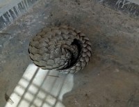 Pangolin