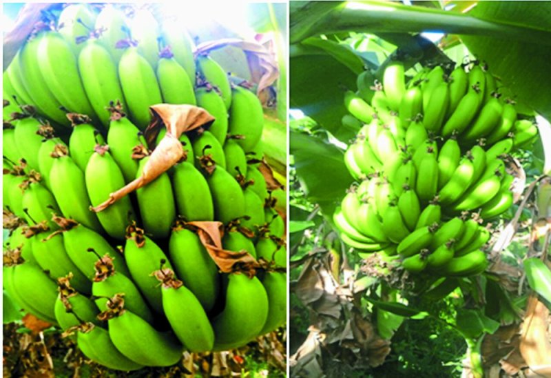 Panna banana farming news in hindi