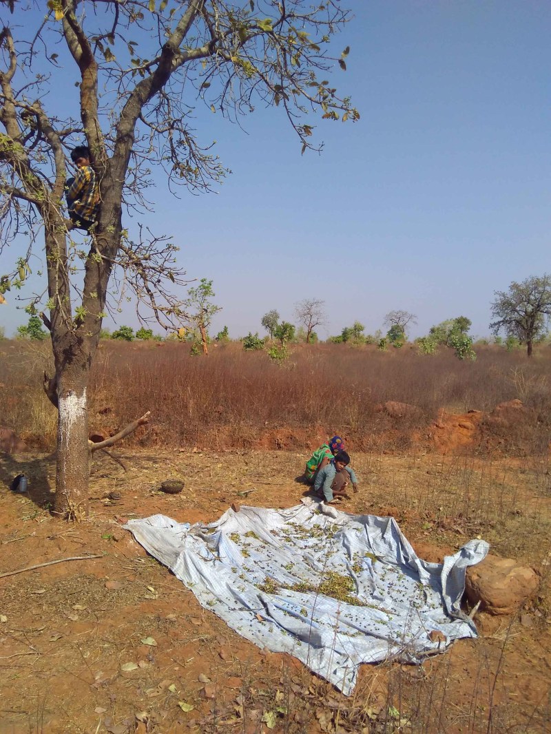 Pickle fruit for raw break