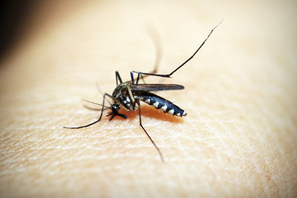 World malaria day news in satna