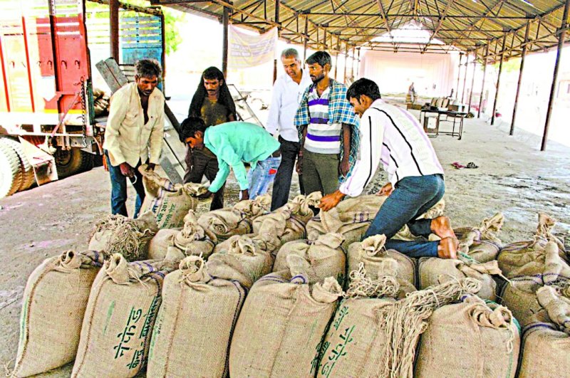 बालोतरा. कृषि मंडी स्थित खरीद केन्द्र में सरसों व चने की तुलाई में लगे किसान।