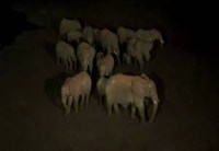 Elephants