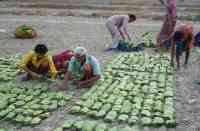 वर्ष 2017 में 63, 800 मानक बोरा था लक्ष्य, इस बार 60, 700 तय