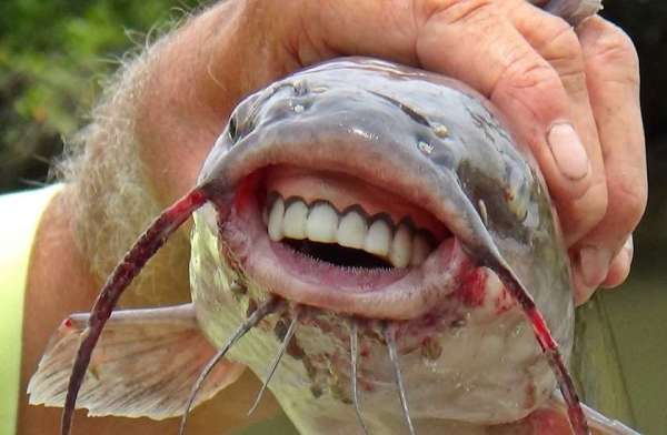 pacu fish