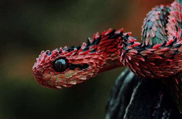 bush viper