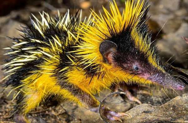 lowland streaked tenrec