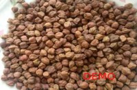 Chana Purchase Center, quality of chana, krishi mandi, raisen, raisen news, patrika news, bhopal patrika,