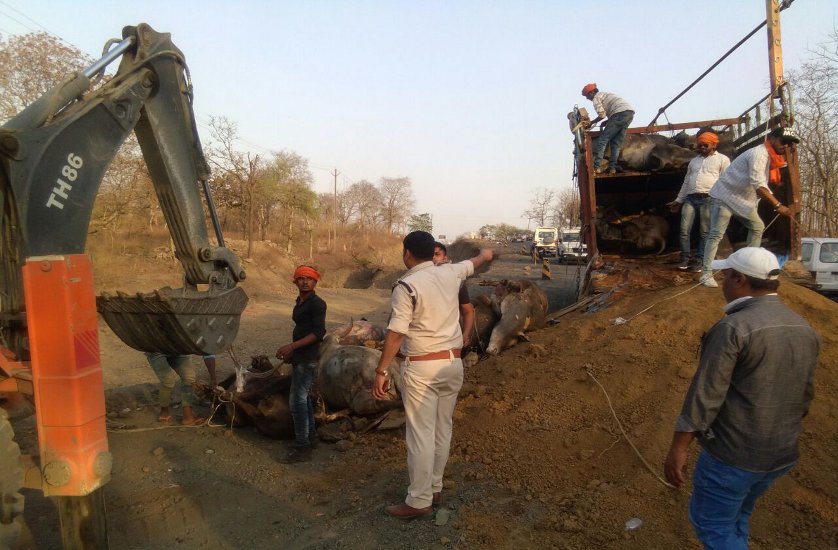 Cattle-laden truck running on national highway seized by police,Nagpur road truck found in extremely bad condition neat cattle,cattle truck for sale,cattle truck accident,gau rakshak mandal,vhp leader,vhp bajrang dal,crime,pm modi,Jabalpur,national highway,jabalpur to nagpur national highway,jabalpur police,