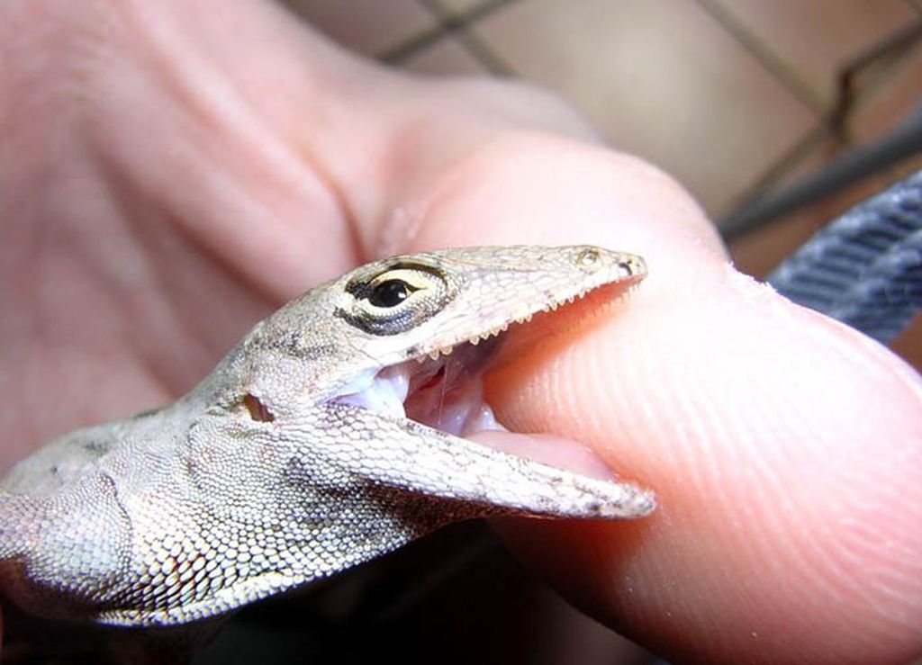 lizard