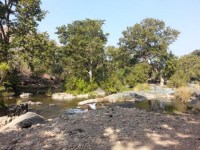 dead bodies found in jungle udaipur