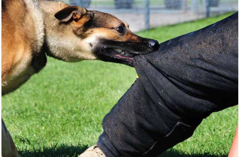 bhilwara, bhilwara news, Dogs enemy panic people in bhilwara, Latest news in bhilwara, Bhilwara News in hindi, Hindi News in bhilwara, Latest hindi news in bhilwara