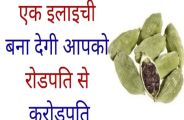 Cardamom