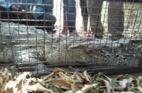 sehore news, patrika news, crocodile, Rescue operation, van vibhag, diputy ranger, villagers,