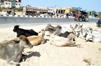  सडक़ किनारे बैठे मवेशी