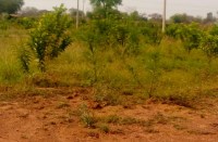 Plantation at wasteland