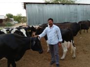 milk production